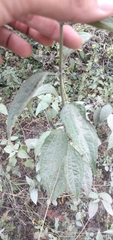 Chromolaena hookeriana