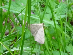 Zanclognatha pedipilalis