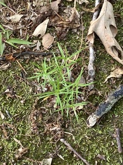 Galium uniflorum