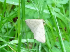 Zanclognatha pedipilalis