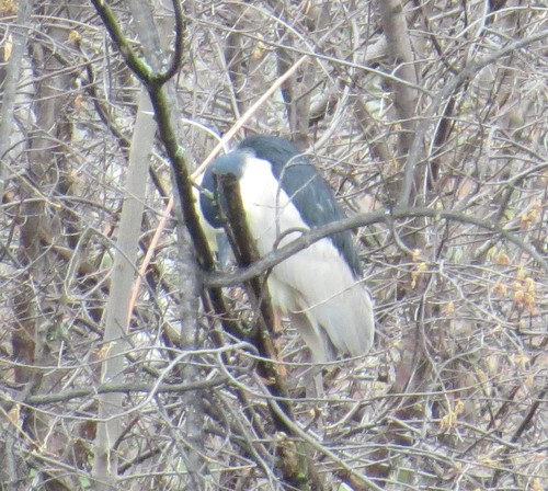 Black-crowned Night Heron photographed in Minnesota