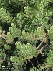 Sedum praealtum