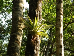Tillandsia prodigiosa