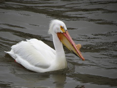 Pelecanus erythrorhynchos