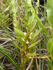 Maxillaria quitensis