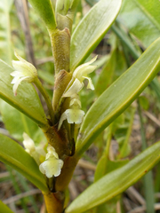 Maxillaria quitensis