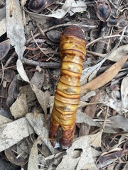 Abantiades atripalpis