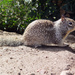California Ground Squirrel - Photo (c) Howard Cheng, some rights reserved (CC BY-SA)