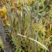 Cladonia cornuta - Photo (c) Jason Hollinger, osa oikeuksista pidätetään (CC BY)