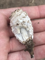 Coprinus calyptratus