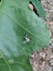 Furia ithacensis
