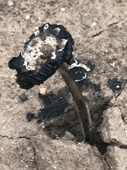 Coprinus calyptratus