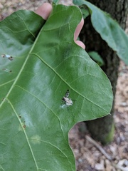 Furia ithacensis