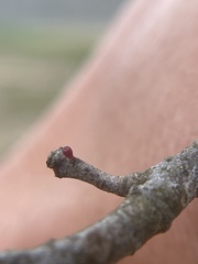 Callirhytis gallaestriatae