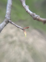 Callirhytis gallaestriatae