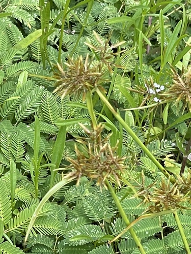 Cyperus polystachyos image