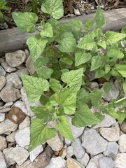 Salvia darcyi