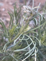 Sophora stenophylla