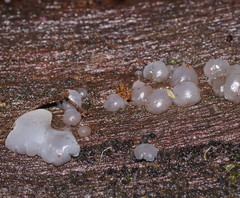 Tremella globispora
