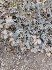 Astragalus utahensis