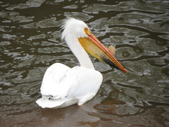 Pelecanus erythrorhynchos