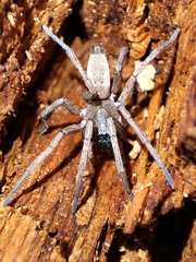 Gnaphosidae