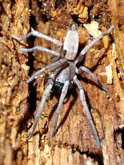Gnaphosidae