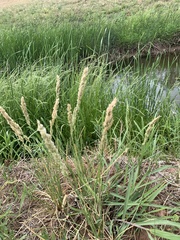 Poa arachnifera