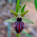 Ophrys sphegodes atrata - Photo (c) Dean Zagorac, some rights reserved (CC BY-NC), uploaded by Dean Zagorac