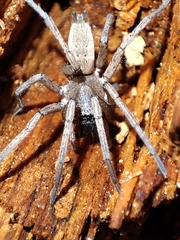 Gnaphosidae