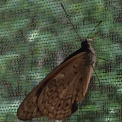 Sevenia occidentalium