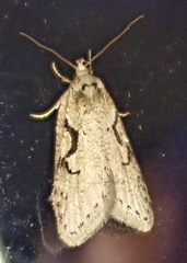 Semioscopis steinkellneriana