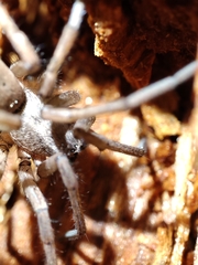 Gnaphosidae