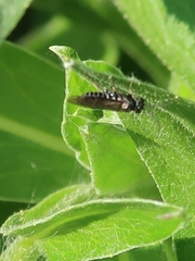 Empria
