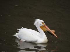 Pelecanus erythrorhynchos