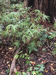 Pteris cretica