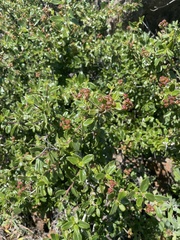 Ceanothus roderickii