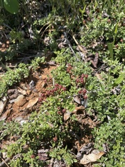 Ceanothus roderickii