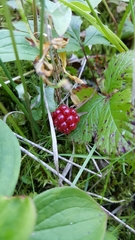 Rubus arcticus acaulis