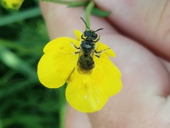 Halictinae