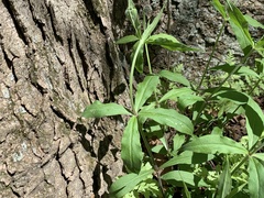 Silene stellata