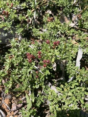 Ceanothus roderickii