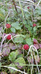 Rubus arcticus acaulis