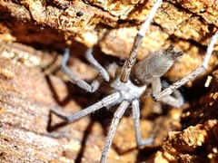 Gnaphosidae