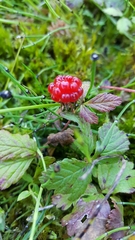 Rubus arcticus acaulis