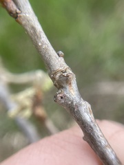 Neuroterus escharensis