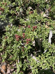 Ceanothus roderickii