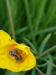 Halictinae