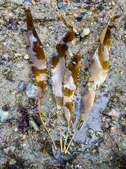 Laminaria ephemera