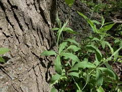 Silene stellata